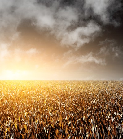 Meadow with yellow grass under dark sky with clouds and sunlightの写真素材