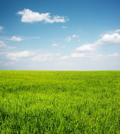 Green wheat and blue sky with cloudsの写真素材