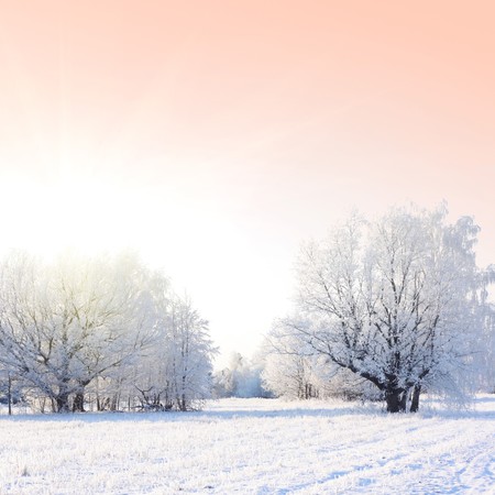 Frozen trees and pink sky with sinlightの写真素材