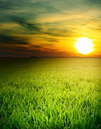 Sunset over field with grassの写真素材