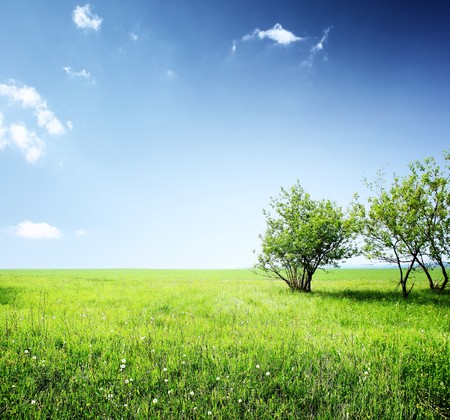 Meadow with green grass and group of trees under blue sky with cloudsの写真素材