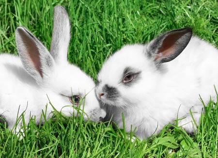 Little white rabbits sitting in deep green grass の写真素材