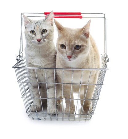 Two cats sitting in metal basketの写真素材