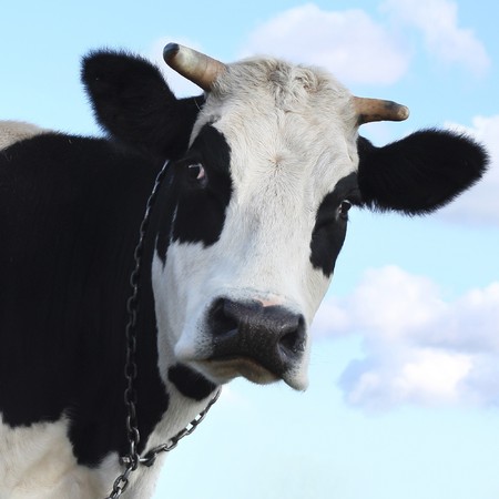 Sad cow over blue sky backgroundの写真素材