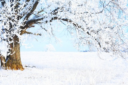 Part of frozen tree and blue skyの写真素材