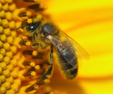 Bee on sunflowerの写真素材