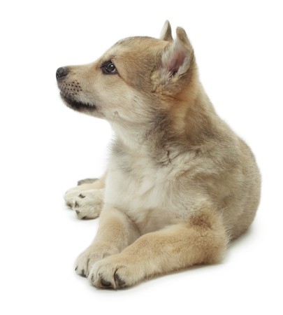 Young cute lying dog の写真素材