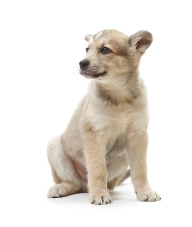 Cute sitting dog isolated over white の写真素材