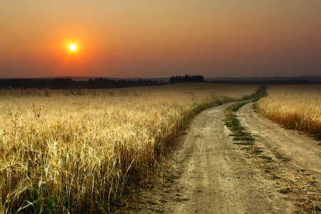 Road in field with ripe yellow wheatの写真素材
