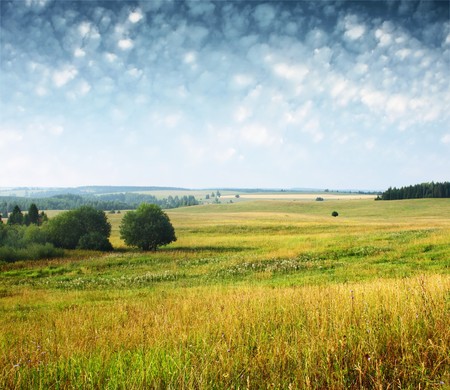 Group of trees on wild meadow with blue sky with cloudsの写真素材