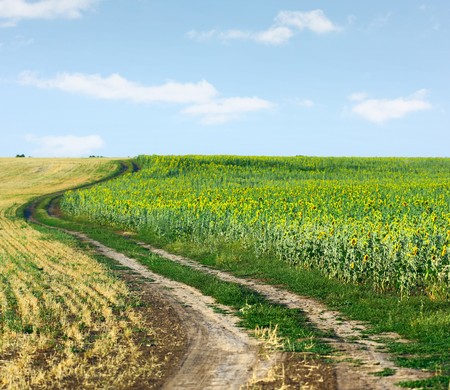 Rural road between wheat and sunflowers fieldsの写真素材
