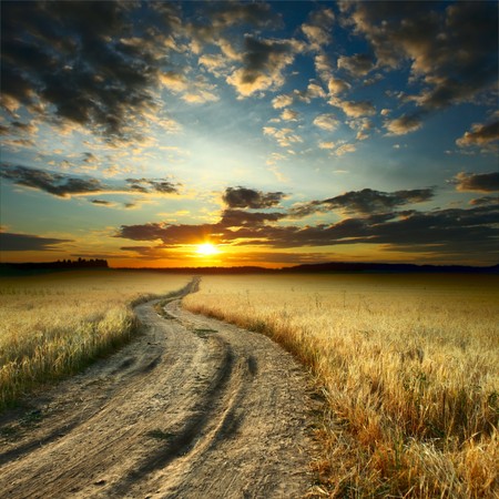 Road in field with ripe yellow wheatの写真素材