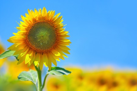 Sunflower over clear blue sky backgroundの写真素材