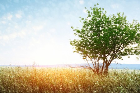 Alone tree blue sky and orange lightの写真素材
