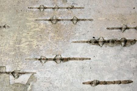 Close-up image of white birch bark with black and grey curvesの写真素材