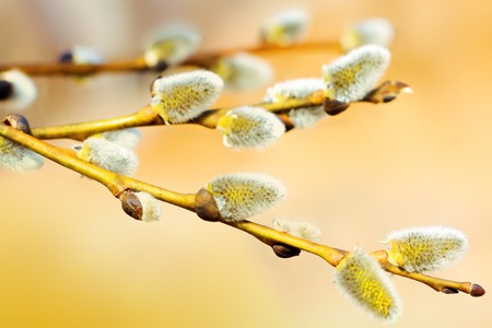 Willow branches with budsの写真素材