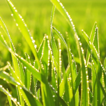 Wet grass under sunlight
