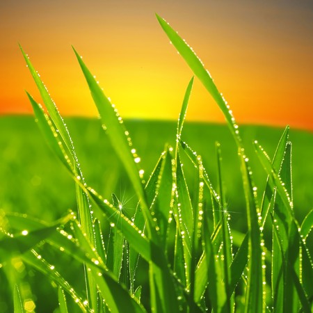 Dew on green grass in sunrise beamsの写真素材