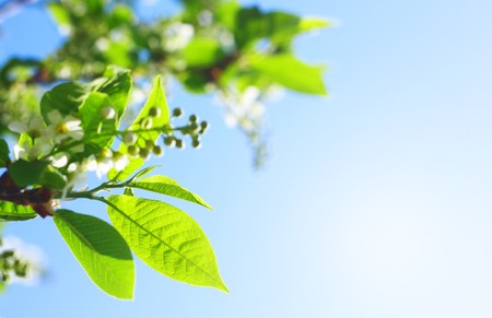 Leaves of a bird-tree and blue sky with cloudsの写真素材