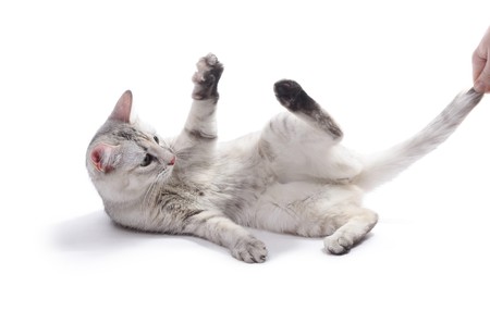 Young cat playing with ownerの写真素材