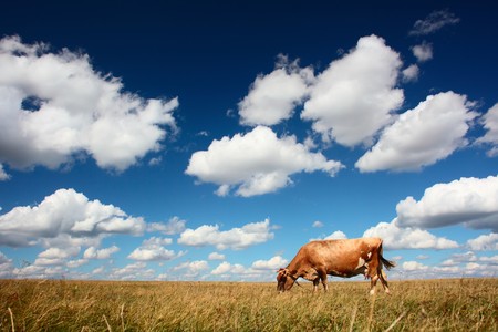 Cow eating dry grass on meadow under blue sky with cloudsの写真素材