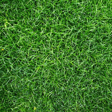Green grass surfaceの写真素材
