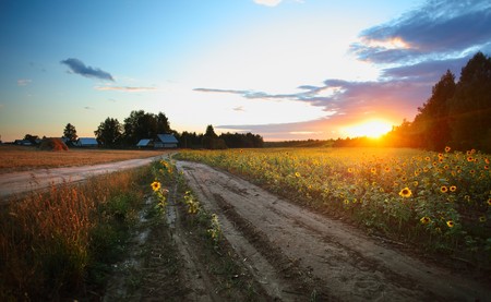 Sunset over field with sunflowersの写真素材