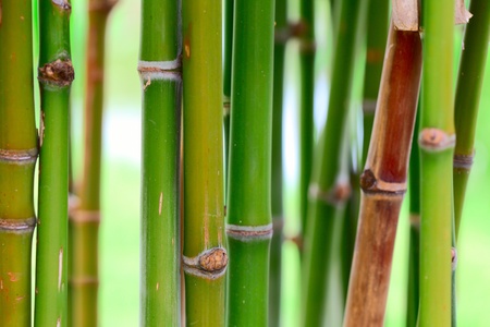 Bamboo stems in forest. Shallow DOFの写真素材