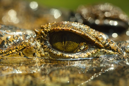 Crocodile's eye above water surfaceの写真素材