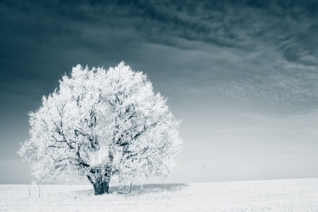 Frozen tree on winter field and blue skyの写真素材