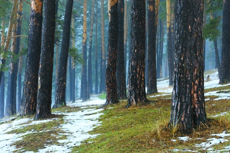 Pine trees in forest with first snow and fogの写真素材