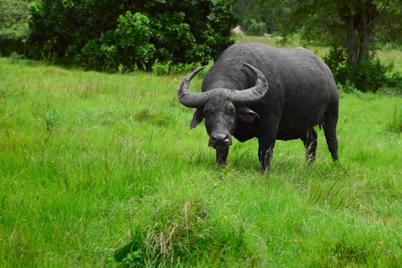 Water buffalo standing on green grass and looking to a camersの写真素材