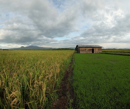 Wood small building near rice terrace. Indonesiaの写真素材