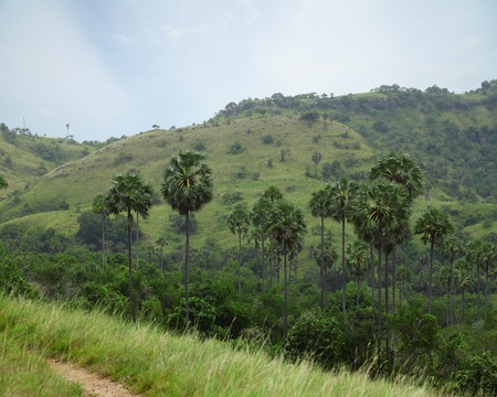 Palm trees of the national park Komodo. Rinca islandの写真素材