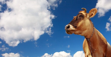 Cow on blue sky with cloudsの写真素材