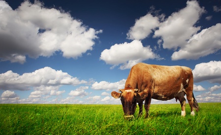 Cow eating green grass on a meadow on blue cloudy sky background.の写真素材