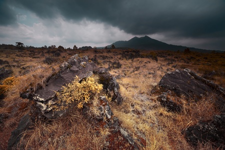 Yellow plant on volcano soil. Volcano Agung. Baliの写真素材
