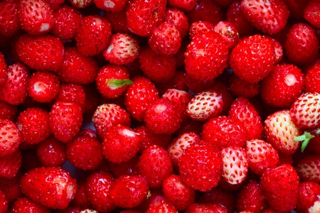 Closeup of heap of ripe wild strawberies