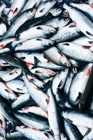 Heads bodies and tails of a fish