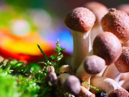 Group of mushrooms in moss with colorful vivid background