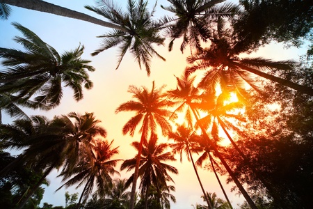 Group of a palm trees with red and blue sky on the backgroundの写真素材