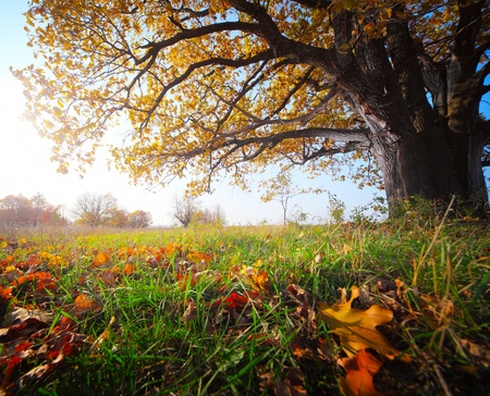 Big autumn oak and green grass with yellow leaves on a meadowの写真素材
