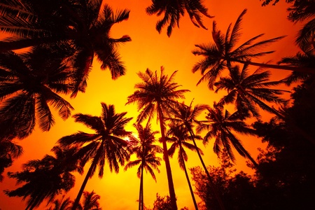 Group of a palm trees on the red backgroundの写真素材