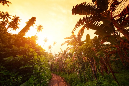 Path in tropical forest and sunset skyの写真素材