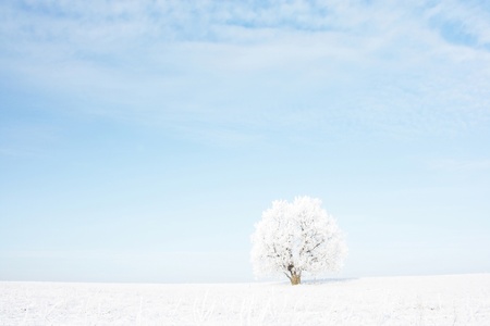Alone frozen tree in snowy field and airy blue skyの写真素材