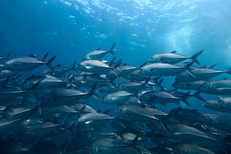Underwater shoot of a school of Jack Fishの写真素材