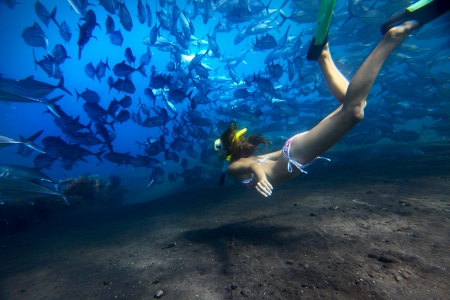 Young woman finning on depth with a school of Jack Fish on a breath holdの写真素材