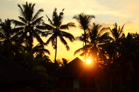 Sunset in tropical area with silhouettes of a palm trees の写真素材