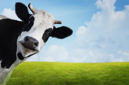 Funny cow on a green summer meadow. Blurred background Funny cow on a green summer meadow. Blurred background