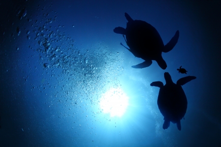 Collage of underwater world with sea turtle family swimming in the depthの写真素材